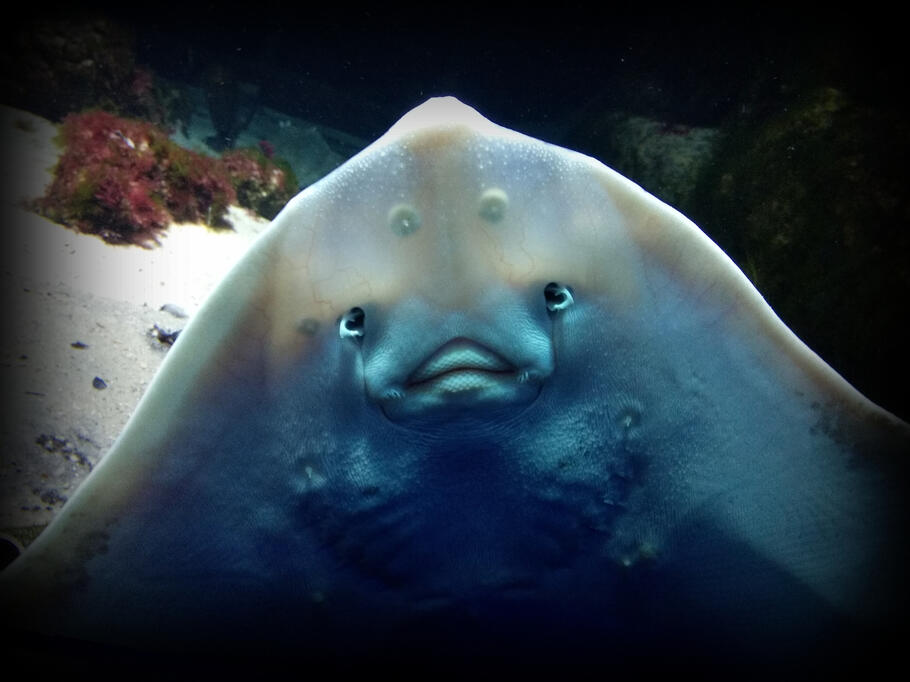 Close encounter