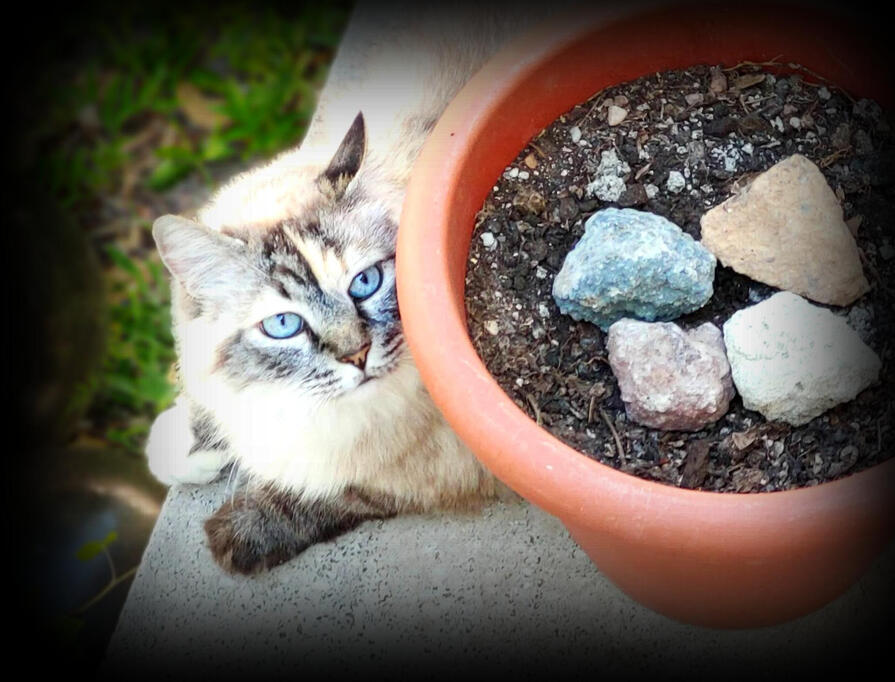 Baby&#39;s got blue eyes