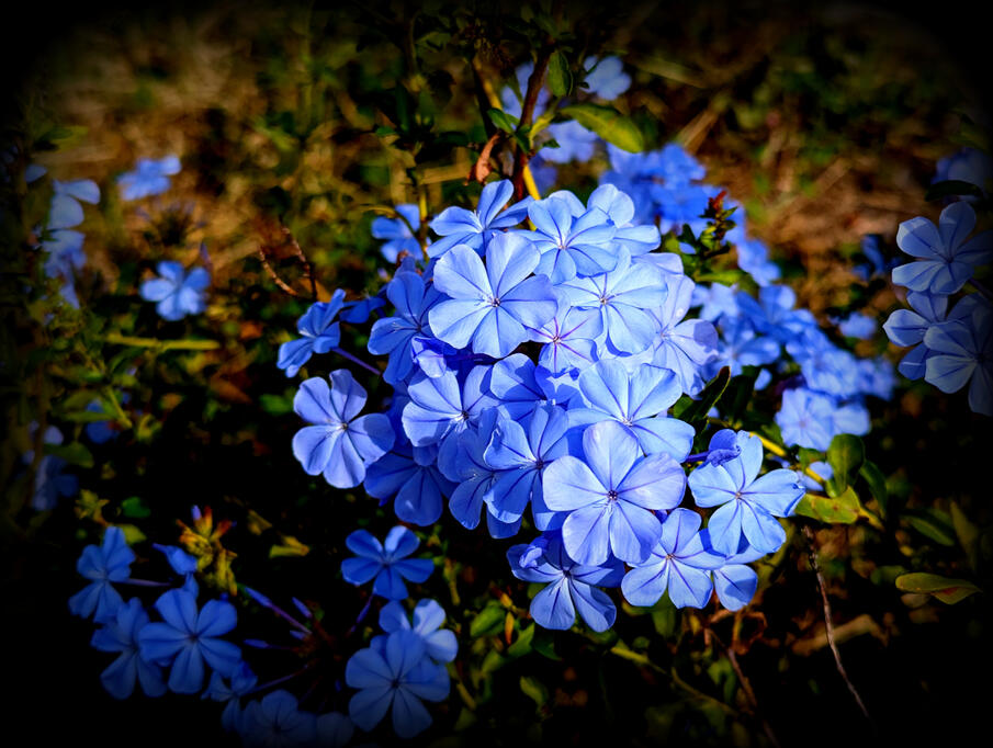 Nobel Prize Best Colour in Nature